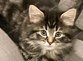 Tabby