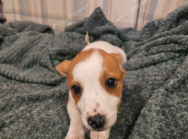 2 Jack Russell puppies