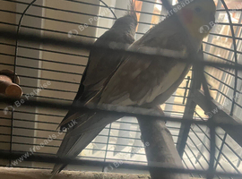 Pair