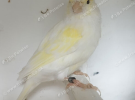 1 pair of yellow dimorphic canaries