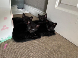 beautiful kittens