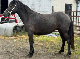 2 year old connie x filly