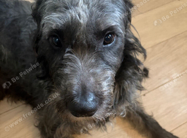 Doodle rehome to experienced owners
