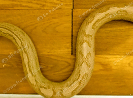 Male Anery Corn Snake Proven Breeder