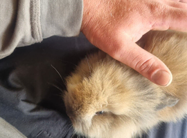5 baby lionhead rabbits for sale