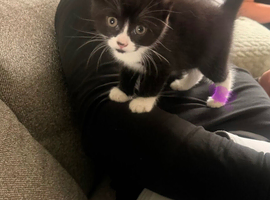 1 adorable baby girl kitten