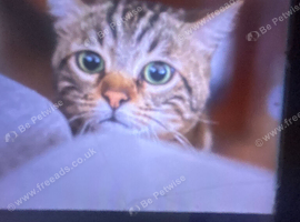 Free Tabby kittens