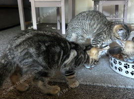 3x Tabby kittens available.
