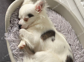 6 mth old male chihuahua