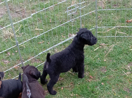Patterdale x jack Russell pups