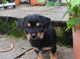 Last little Chorkie boy , waiting for his forever home