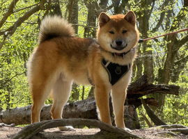 Male red sesame 10 months