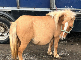 Red dun Shetland mare in foal