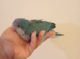 Blue baby Quaker hand reared