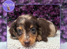 Beautiful Silkie Dachshund Puppies &bull; Rex, Buzz & Slinky