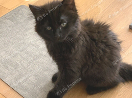 Super Black Fluffy Kitten Boy - 11 Weeks Ready Now for His Forever Home