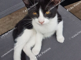 Adorable 3-Month-Old Male Kitten Looking for a Loving Home.