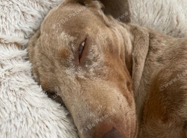 Miniature Dachshund Boy