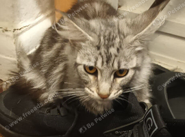Female main coon kitten