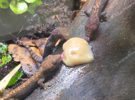 Mourning Geckos x5 ( Juveniles)