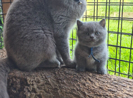 Purebreed British Shorthair kittens