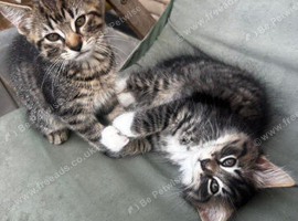Kittens for sale, ready on the 22nd September