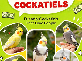 ALL HAND REARED & TAME COCKATIELS WANTED