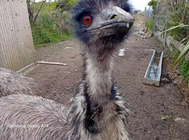 Male emu