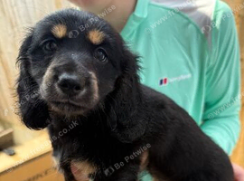 1 female pup