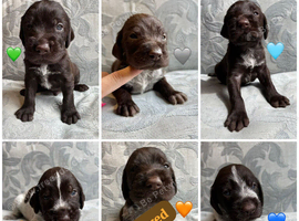 Kc reg german wirehaired pointer puppies for sale