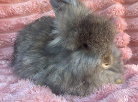English angora