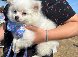 Lovely miniture Pomeranian