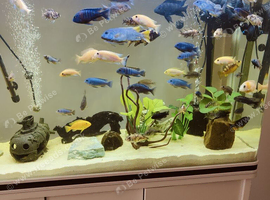 Malawi cichlids