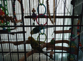 Two male budgies