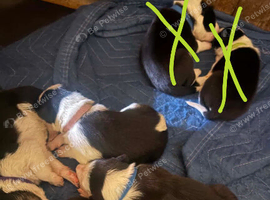 Border collie puppies