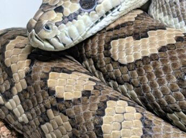 Coastal x Irian Jaya Female