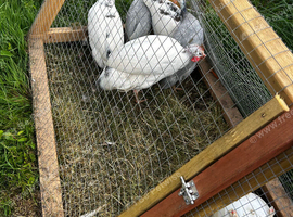 Guinea fowl