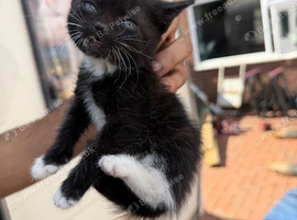 Kittens ready to go