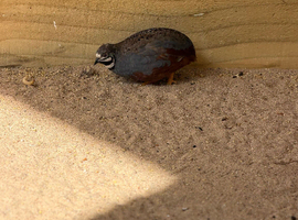 Chinese Painted Quail Cock Bird