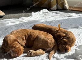 Beautiful cocker spaniels