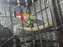 Beautiful male Rosella