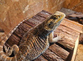 Bearded Dragon and full set up