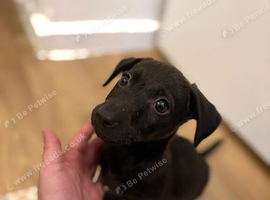 Patterjack boy!!!!
