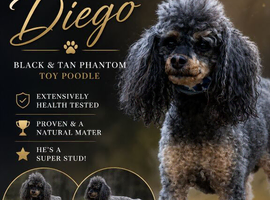Phantom toy poodleb