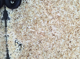 Mexican black kingsnake for sale
