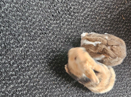 Baby rabbits
