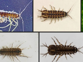Water louse