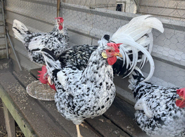 Exchequer Leghorn (Large Fowl) Hatching eggs x 6 eggs