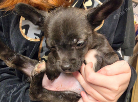 Mixed breed puppies