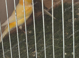 Two canaries and a cage looking for new home